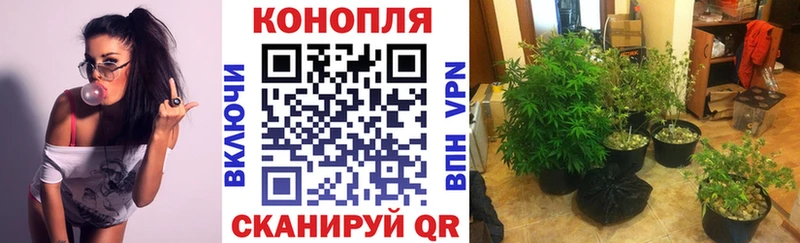 Где купить наркотики Курган ГАШИШ  А ПВП  COCAIN  МЕФ  Псилоцибиновые грибы  Бошки Шишки  АМФ 